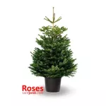 ARBOL NAVIDAD CON RAIZ 100/120 CM (EN MACETA)