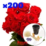 Pack 200 Rosas (Bolsa BIO)