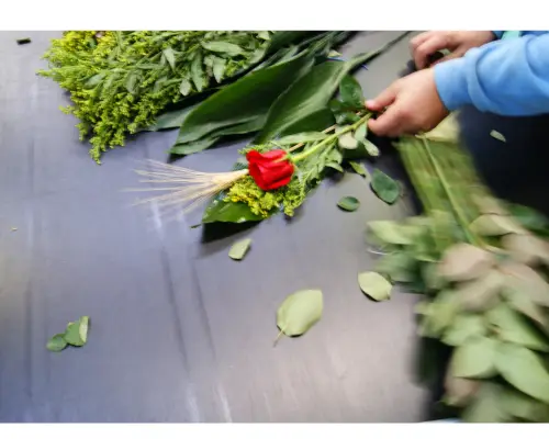 Mayoristas de rosas de Sant Jordi en Catalunya