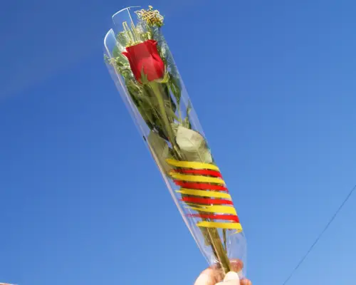 Venta de rosas al por mayor para Sant Jordi en Catalunya