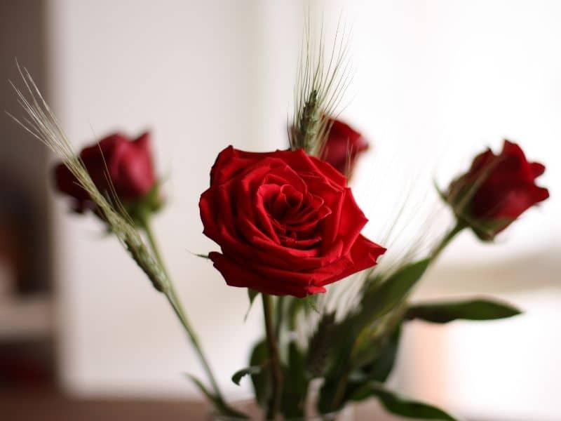 La rosa de San Jordi - Cómo ha de ser la Rosa de San Jordi